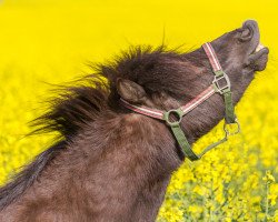 Pferd Hurrican (Shetland Pony,  )