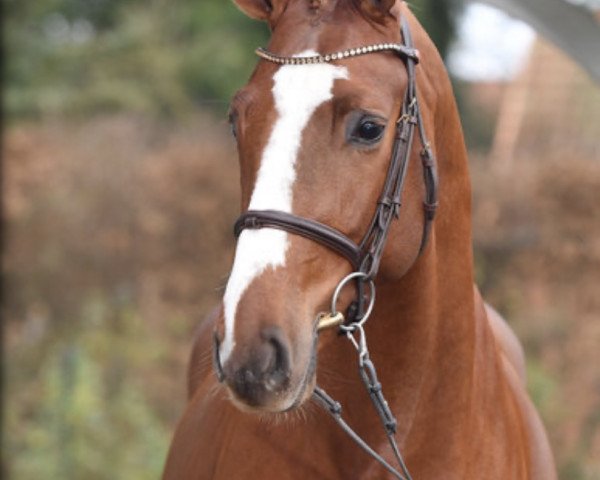 stallion Diamant Van Klapscheut Z (Zangersheide riding horse, 2016, from Diamant de Semilly)