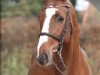 stallion Diamant van Klapscheut Z (Zangersheide riding horse, 2016, from Diamant de Semilly)