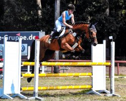 Springpferd Geraldina 2 (KWPN (Niederländisches Warmblut), 2011, von Biscayo)