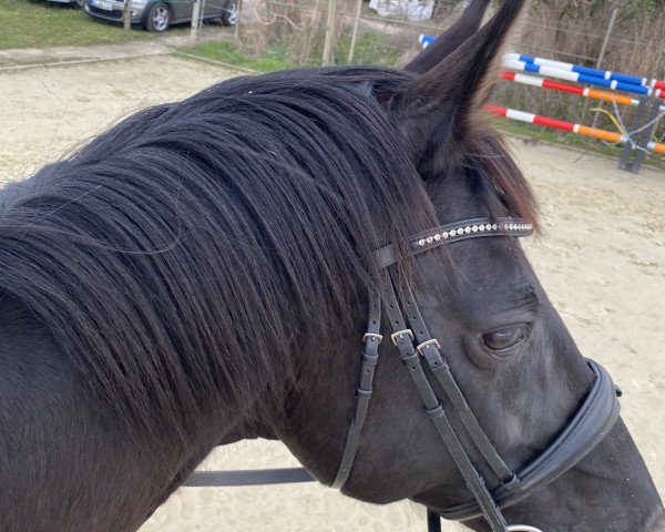 dressage horse Don Alberto (Hanoverian, 2006, from Don Frederico)