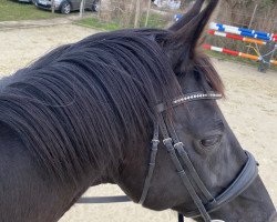 dressage horse Don Alberto (Hanoverian, 2006, from Don Frederico)