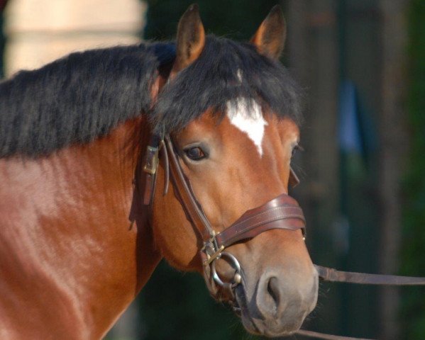 horse Franco (Rhenish-German Cold-Blood, 2009, from Franziskus)