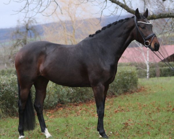 dressage horse Dotessa Schufro (German Sport Horse, 2014, from Demetrius)