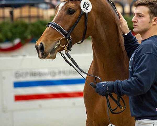 stallion Steendieks Carlo Monti (German Riding Pony, 2017, from FS Chambertin)