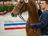 Deckhengst Steendieks Carlo Monti (Deutsches Reitpony, 2017, von FS Chambertin)