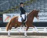 dressage horse Steendieks Paradieso (German Riding Pony, 2009, from Principal Boy)