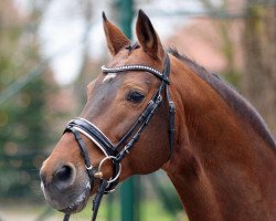 stallion Leonetti (Westphalian, 1999, from Landor S)