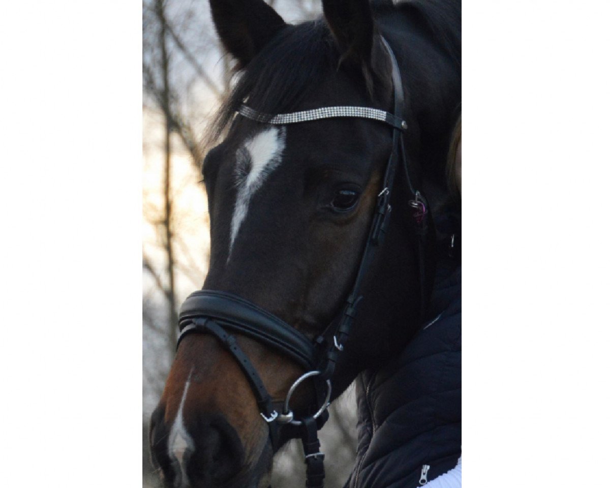 jumper Ditus 4 (Holsteiner, 2015, from Dinken)