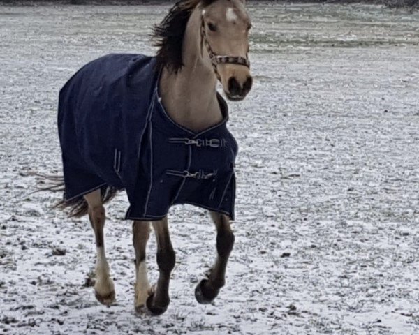 Zuchtstute Hesselteichs Lillifee (Westfale, 2012, von Lucky Lao II)