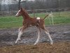 broodmare Harlequin Flower (Oldenburg, 2020, from Zafferano 3)