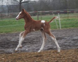 broodmare Harlequin Flower (Oldenburg, 2020, from Zafferano 3)