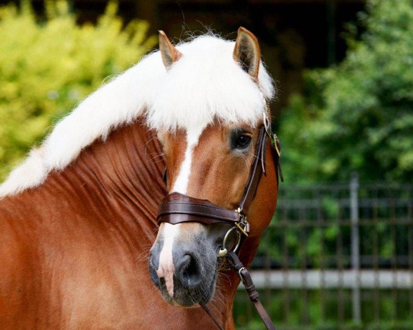 stallion Harald (Rhenish-German Cold-Blood, 2008, from Hoppeditz)