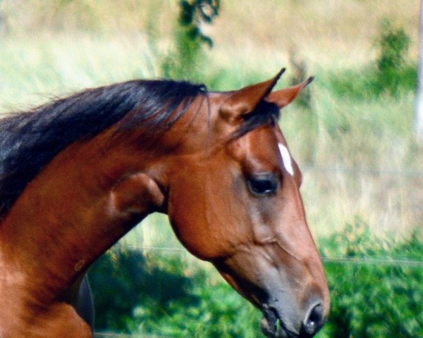 Pferd Good Girlz Glow (Quarter Horse, 2016, von Smooth n Cody)