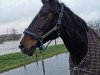 dressage horse Claire Silver (Westphalian, 2003, from Clay)