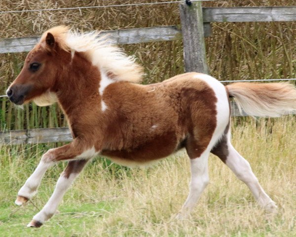 Pferd Tiponis Winita (Shetland Pony (unter 87 cm), 2019, von Collytown Maverick)