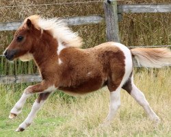 horse Tiponis Winita (Shetland pony (under 87 cm), 2019, from Collytown Maverick)