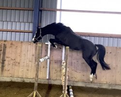 dressage horse Diago 23 (Holsteiner, 2016, from Diarado)