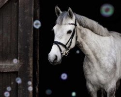 dressage horse Coolagh Grey (Connemara Pony, 2013, from Carra Cashel)