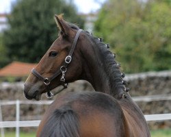 dressage horse Rosè of Brilliance BL (Westphalian, 2020, from Rock Forever NRW)