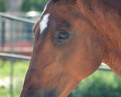 horse Mojito (Andalusier, 2010)