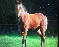 broodmare Fohlen 06/2020 (Holsteiner, 2020, from Colman)