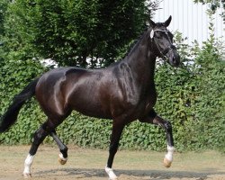 broodmare Charming Sezana (Oldenburg, 2015, from Sezuan)