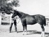 Zuchtstute Skipperette (Quarter Horse, 1950, von Skipper W)