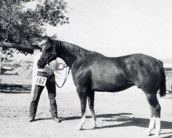 Zuchtstute Skipperette (Quarter Horse, 1950, von Skipper W)