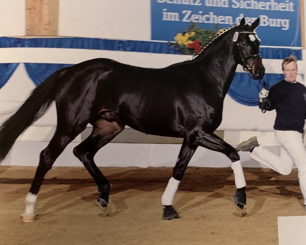 dressage horse Larry 205 (Bavarian, 2008, from Light and Easy)