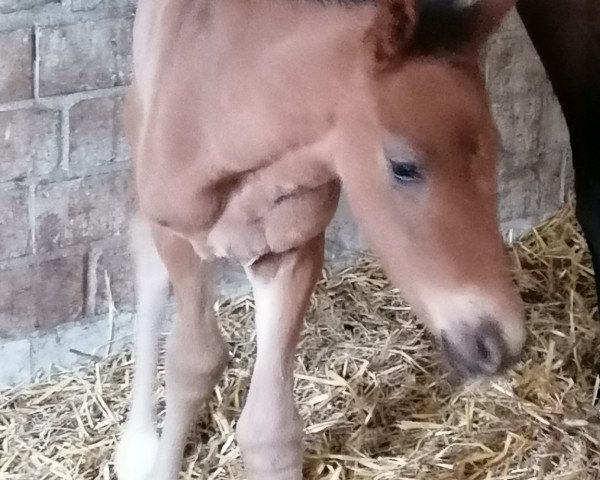 Springpferd McCools High Hopes (Westfale, 2020, von Hickstead White)