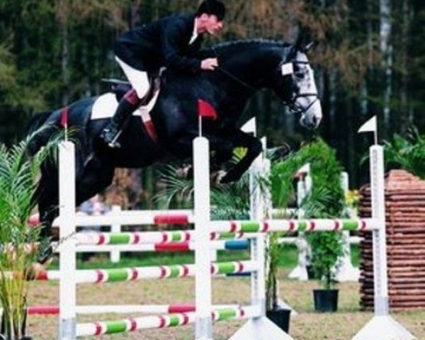 stallion Qarco van het Graethemhof (Belgian Warmblood, 1993, from Darco)