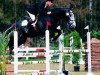 stallion Qarco van het Graethemhof (Belgian Warmblood, 1993, from Darco)