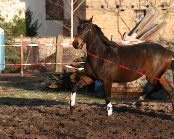 Zuchtstute Despiransa (Deutsches Sportpferd, 2012, von Decurio 3)