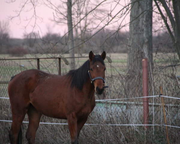 Zuchtstute Dufte Biene (Trakehner, 2016, von Davidas)