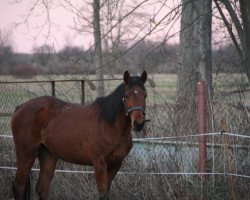 broodmare Dufte Biene (Trakehner, 2016, from Davidas)