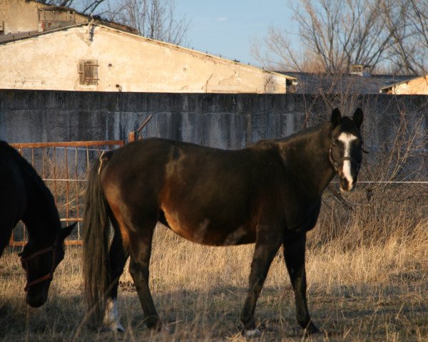 broodmare Darleen (Oldenburg, 2003, from Depardieu 11)