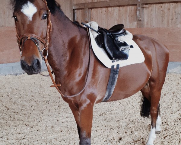 dressage horse Constantin E (Holsteiner, 2015, from Contados)