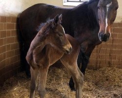 broodmare N.N. (Bavarian, 2020, from Rasso Royal)