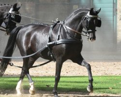 dressage horse Top Santano (Westphalian, 2006, from Sir Donnerhall I)