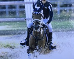 jumper Donnerlottchen 11 (German Riding Pony, 2012, from Dimension AT NRW)