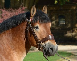 stallion Aaro (Rhenish-German Cold-Blood, 2014, from Achat 2660)