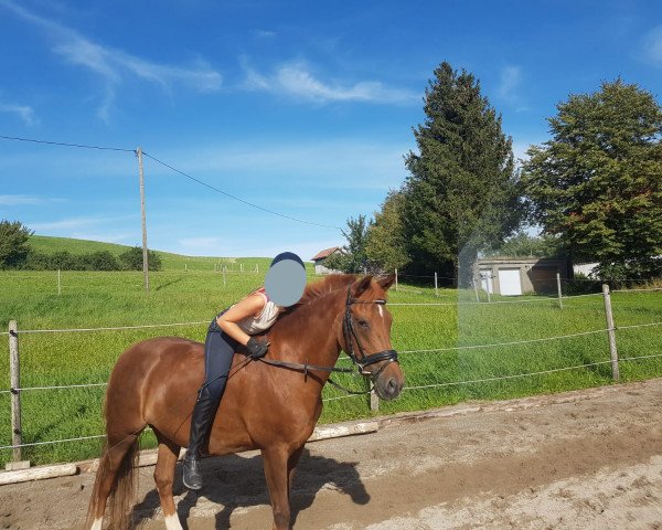 broodmare Samba Girl 2 (New Forest Pony, 2005, from Samba King)