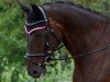 broodmare Ruanda 16 (Hanoverian, 2006, from Romancero H)