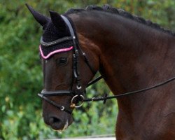 dressage horse Ruanda 16 (Hannoveraner, 2006, from Romancero H)