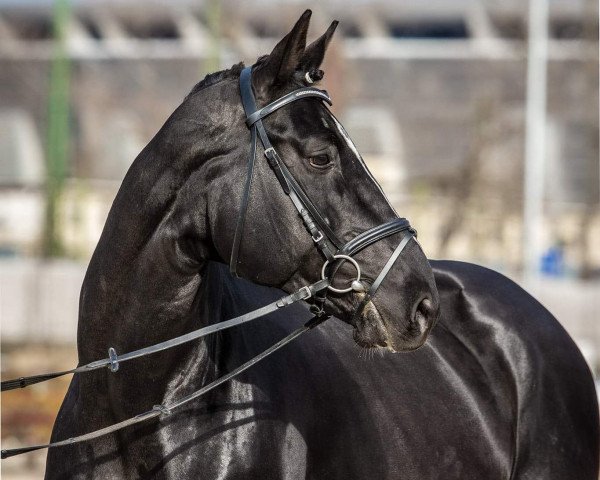 stallion Cougar D'Argent (Selle Français, 2012, from Diamant de Semilly)