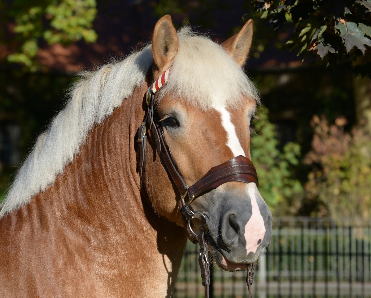 stallion Humphrey (Rheinisch-Westfälisches Draughthorse, 2015, from Huckleberry)