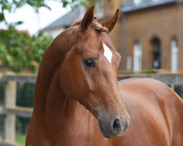 stallion Fünf Sterne Royal (Hanoverian, 2017, from Fürst Romancier)