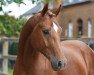 stallion Fünf Sterne Royal (Hanoverian, 2017, from Fürst Romancier)