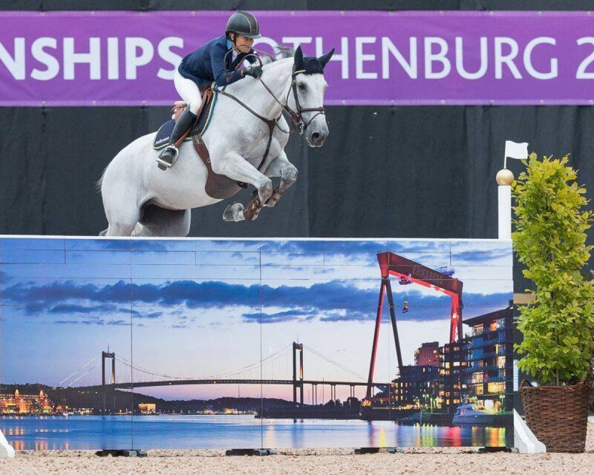 Springpferd H & M Cue Channa 42 (Schwedisches Warmblut, 2006, von VDL Cardento 933)